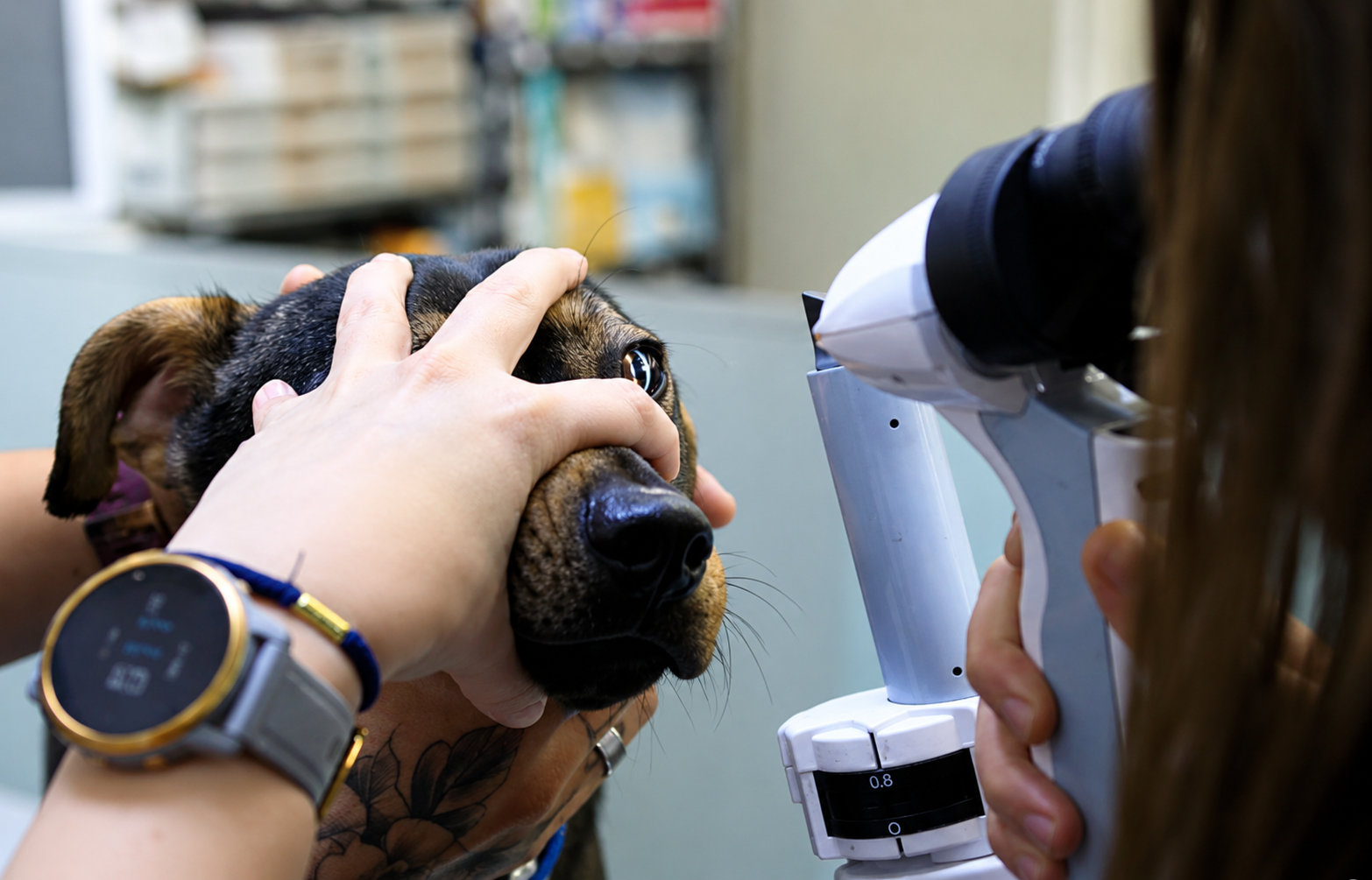 Oftalmología veterinaria